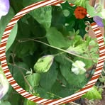 Donna Isner - Facebook