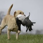 Donna & Ivy Working Labradors - @donnalabradorgundog - Instagram