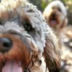 Donna | Murphy & Ivy - @murphythef1cockapoo - Instagram