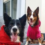 Donna e Ivy 🐺🦊 - @donna_abordercollie - Instagram