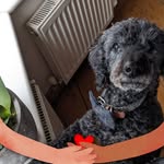 Donna Jago - @dgurmin12 - Instagram