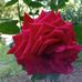 Donna Janssen - Facebook