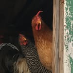 Donna Keene - @the_egg_place - Instagram