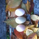 Donna Keene - @theeggplace - Instagram