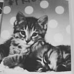 Donna_💞💜_Catz - @donnakerrigan101 - Instagram