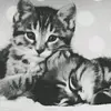 Donna Kerrigan - @donna_kittens_1d - TikTok