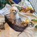 Donna Koon - Facebook