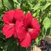 Donna Koon - Facebook