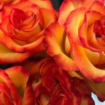 Donna Krupp Casey - @dmkcasey - Instagram
