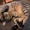 Donna Kruppenbach - @donna.kruppenbach - TikTok