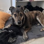 Donna The Dog - @donnalabellefifille - Instagram