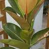 adonnalamson - @adonnalamson - TikTok