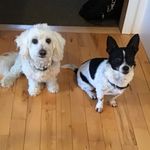 Donna Lancaster - @donnamustangwpg - Instagram