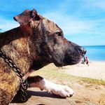 Donna Lima e Silva - @donna_a_pitbull - Instagram