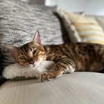 Donna Isabel Nicolas Lithgow - @donna.thebengal - Instagram