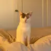 donna - @donna.liu - TikTok