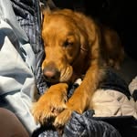 Donna Loewen - @baileyandparker44 - Instagram