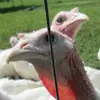 Donna Longenecker - @donnalongenecker - TikTok