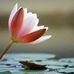 Donna Lorick - Facebook