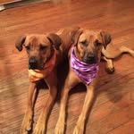Donna King Luft - @cruisergirl50 - Instagram