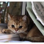 Donna Luk - @donna.luk - Instagram