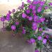 Donna Lummus - Facebook