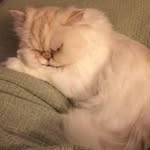 Donna Lytle - @headpug - Instagram
