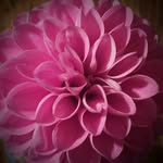 Donna Mabe Towe - @drmtowe - Instagram