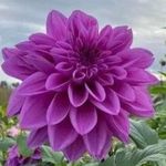 Donna MacDougall - @pebblesbuster637 - Instagram