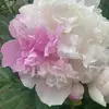 donnamachana - @donnamachana - TikTok
