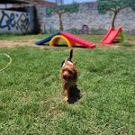 Donna Maciel de Lima - @donna22022020 - Instagram