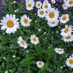 Donna Macomber - @macomber9578 - Instagram