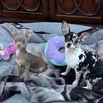 Donna Madden - @milkshakeinpearls - Instagram