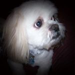Donna Madden - @maddogjackfrost - Instagram