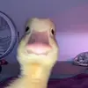 Braidenhooper - @donnamaestas595 - TikTok