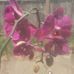 Donna Maggio - Facebook