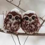 Donna  Mak - Facebook
