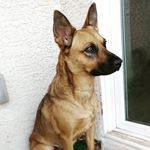 🐶Donna_Malinois🐶 - @donna_malinois_ - Instagram