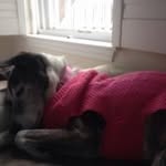 Donna Cerciello Almquist - @doggiemommy58 - Instagram
