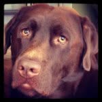 Donna Mancuso - @donnajmancuso - Instagram