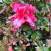 Donna Manier - Facebook