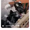 Dog Lover - @donnamaniscalco - TikTok