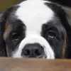 donnawattmantle - @donnawattmantle - TikTok