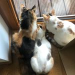 Donna, Mara und Pixie - @diedreiglueckskatzen - Instagram