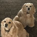 Donna Marcotte - @angelbertacockerspaniels - Instagram