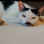 Bigode, Donna e Margô - @gato.sdana - Instagram