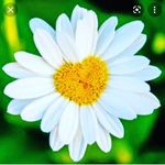 Donna Margôh 🌼 - @donna_margoh - Instagram