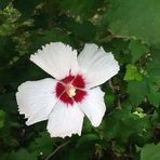 Donna Marlow - Facebook