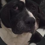 Hen - @donna__marlow - Instagram