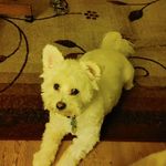 Donna Mascio - @apollo_havpom - Instagram